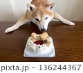 ケーキを食べる柴犬 ケーキを食べる柴犬 136244367