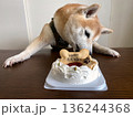 柴犬と誕生日ケーキ 柴犬と誕生日ケーキ 136244368