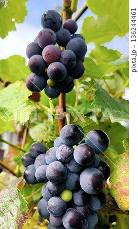 Bunches of ripe, dark blue grapes, hanging vines under a blue sky 136244461