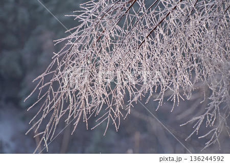 Tree branches 136244592