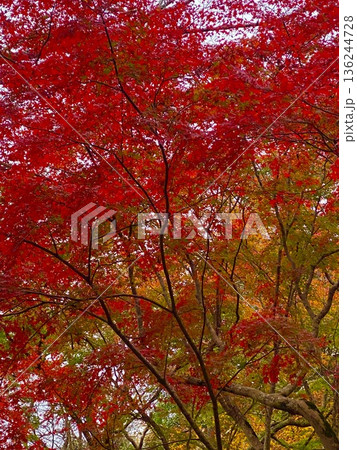 真っ赤な紅葉 136244728