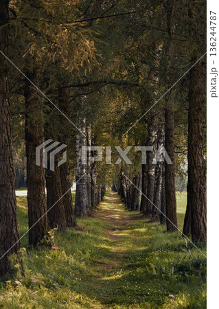 Peaceful Journey Through Shaded Woodland With Peaceful Surroundings 136244787