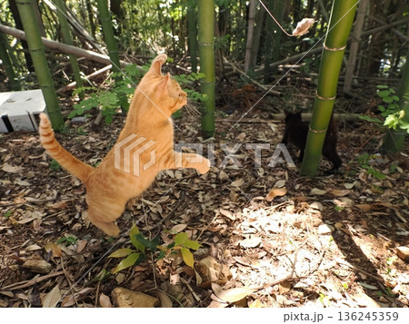 竹林で丈比べをするように見える可愛い子猫 136245359
