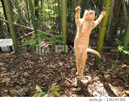 竹林で丈比べをするように見える可愛い子猫 136245362