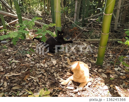 竹林で丈比べをするように見える可愛い子猫 136245366