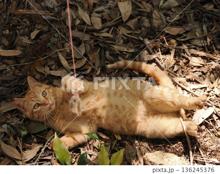 竹林で丈比べをするように見える可愛い子猫 136245376