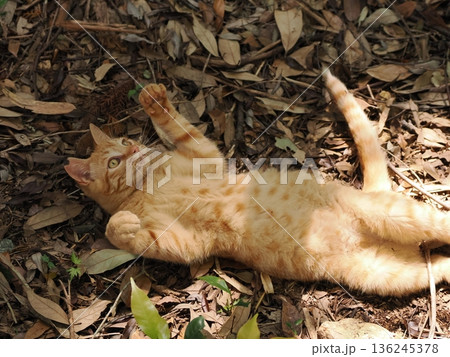 竹林で丈比べをするように見える可愛い子猫 竹林で丈比べをするように見える可愛い子猫 136245378