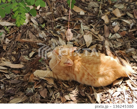 竹林で丈比べをするように見える可愛い子猫 竹林で丈比べをするように見える可愛い子猫 136245380