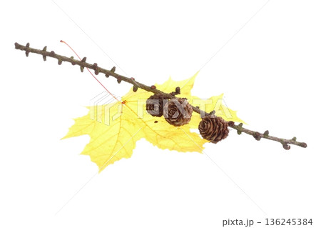 autumn pine cone maple leaf isolated autumn pine cone maple leaf isolated 136245384