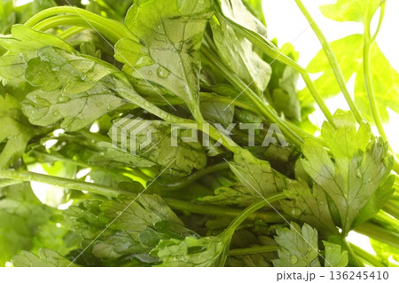 Twig of parsley background 136245410