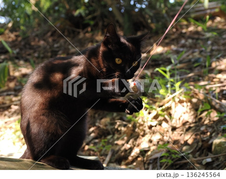 落ち葉の上で遊ぶ子猫 136245564