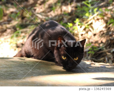 落ち葉の上で遊ぶ子猫 落ち葉の上で遊ぶ子猫 136245569