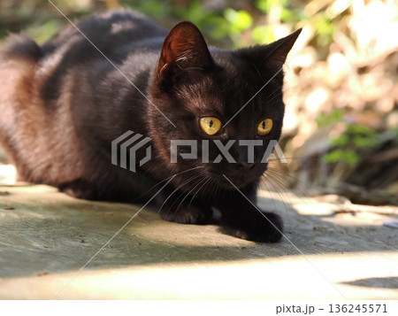 落ち葉の上で遊ぶ子猫 落ち葉の上で遊ぶ子猫 136245571