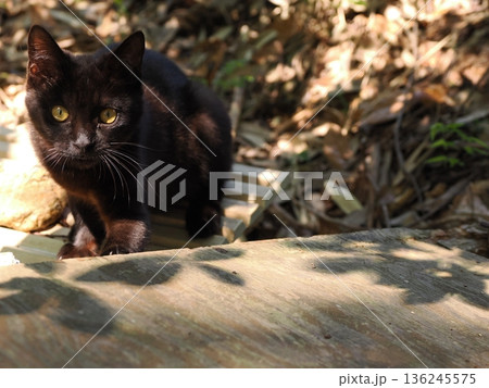 落ち葉の上で遊ぶ子猫 落ち葉の上で遊ぶ子猫 136245575