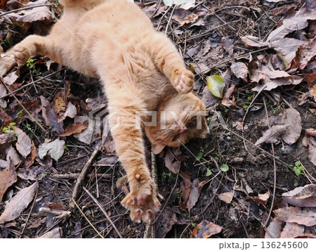 落ち葉の上で遊ぶ子猫 136245600
