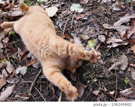 落ち葉の上で遊ぶ子猫 136245602