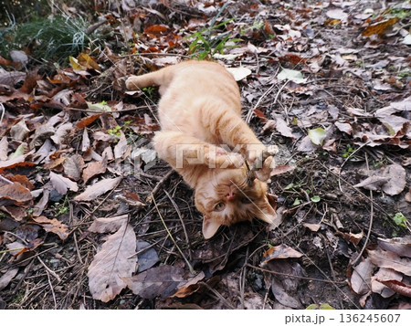 落ち葉の上で遊ぶ子猫 落ち葉の上で遊ぶ子猫 136245607