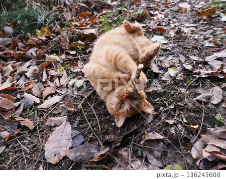 落ち葉の上で遊ぶ子猫 136245608