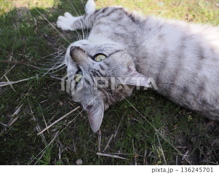 見つめる猫 136245701