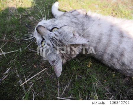 見つめる猫 136245702