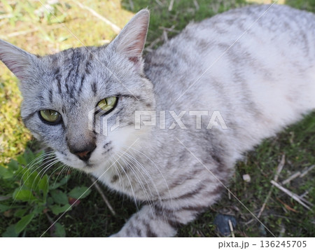見つめる猫 見つめる猫 136245705
