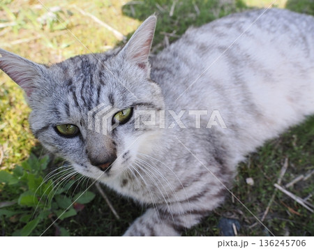 見つめる猫 136245706