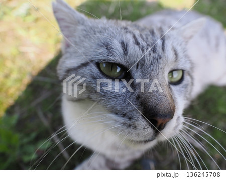 見つめる猫 136245708
