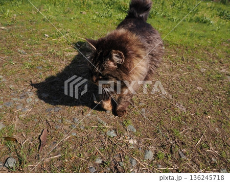 見つめる猫 136245718