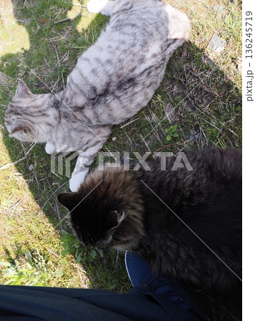 見つめる猫 136245719