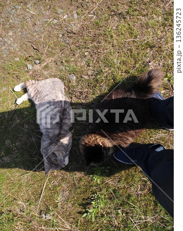 見つめる猫 見つめる猫 136245723