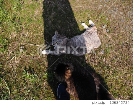 見つめる猫 136245724