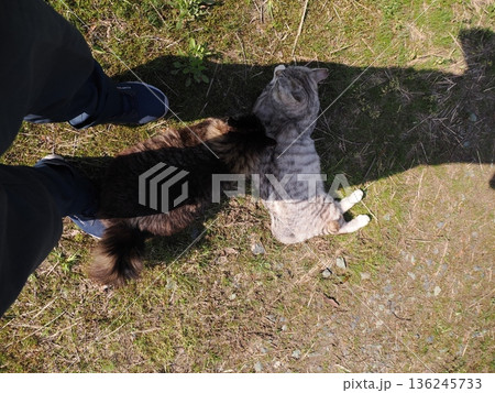 見つめる猫 136245733