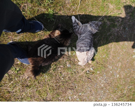 見つめる猫 136245734