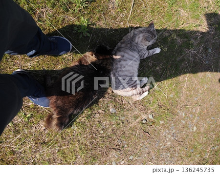 見つめる猫 見つめる猫 136245735