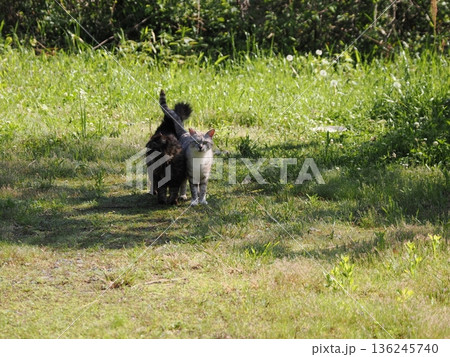 見つめる猫 見つめる猫 136245740