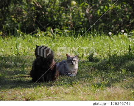 見つめる猫 136245745