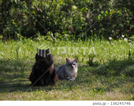 見つめる猫 136245746