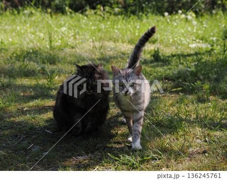 見つめる猫 見つめる猫 136245761