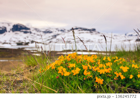 Yellow spring flowers in norwegian mountains 136245772