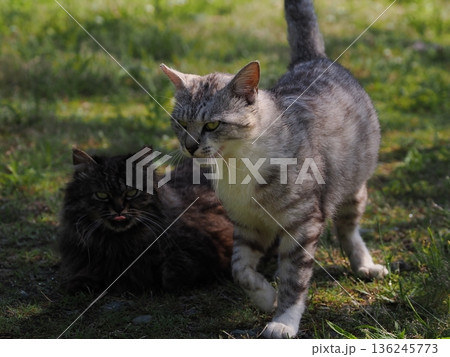 見つめる猫 136245773