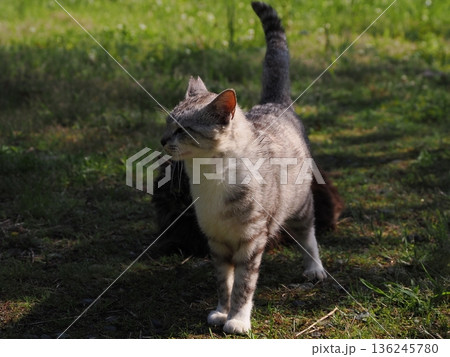 見つめる猫 見つめる猫 136245780