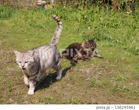 仲良しの可愛い地域猫 仲良しの可愛い地域猫 136245961