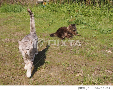 仲良しの可愛い地域猫 仲良しの可愛い地域猫 136245963
