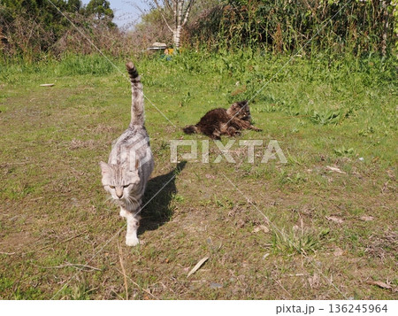 仲良しの可愛い地域猫 仲良しの可愛い地域猫 136245964