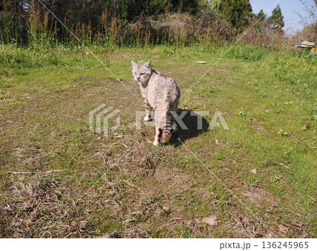 仲良しの可愛い地域猫 136245965