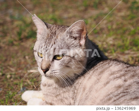 仲良しの可愛い地域猫 仲良しの可愛い地域猫 136245969