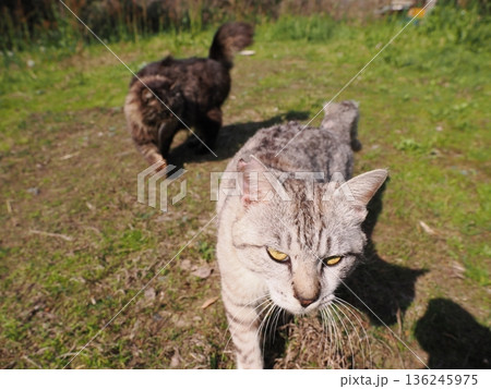 仲良しの可愛い地域猫 仲良しの可愛い地域猫 136245975