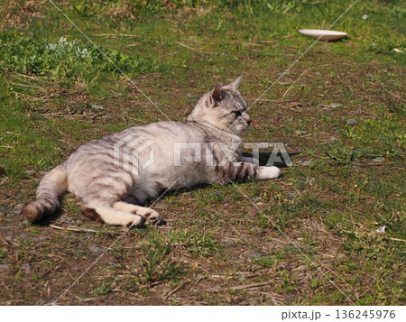 仲良しの可愛い地域猫 仲良しの可愛い地域猫 136245976