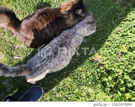 仲良しの可愛い地域猫 仲良しの可愛い地域猫 136245984