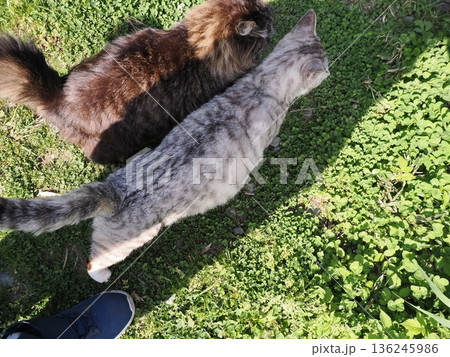 仲良しの可愛い地域猫 136245986